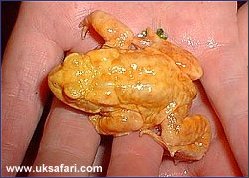 Albino Toad - Photo � Copyright 2002 Roy Gostling