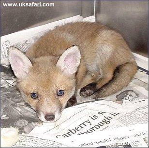 Fox Cub - Photo � Copyright 2002 Christine Lindsay