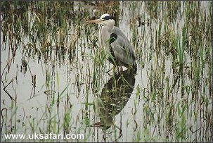 Grey Heron - Photo � Copyright 2002 Nicole Burgum