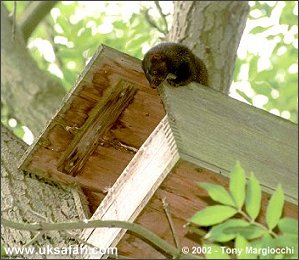 Mink - Photo � Copyright 2002 Tony Margiocchi