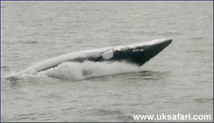 Minke Whale - Photo � Copyright 2002 Leslie Gadsden