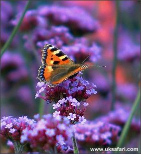 Small Tortoiseshell - Photo � Copyright 2002 Margaret Barton