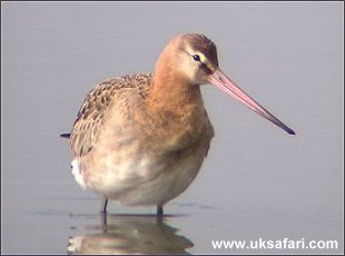 Black-Tailed Godwit - Photo � Copyright 2002 - Richard Ford