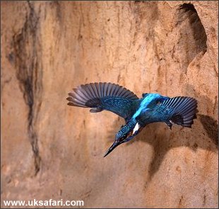 Kingfisher - Photo � Copyright 2002 - Tom Finlay