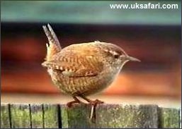 Wren - Photo � Copyright 2003 Colin Ebdon