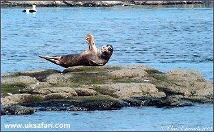 Grey Seal - Photo � Copyright 2003 Chris Edwards
