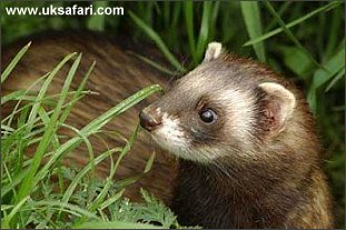 Polecat - Photo � Copyright 2003 Barrie Harwood