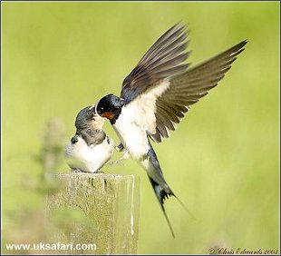 Swallows - Photo � Copyright 2003 Chris Edwards