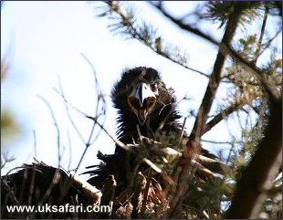 White-Tailed Eagle Chick - Photo � Copyright 2003 Iain Erskine