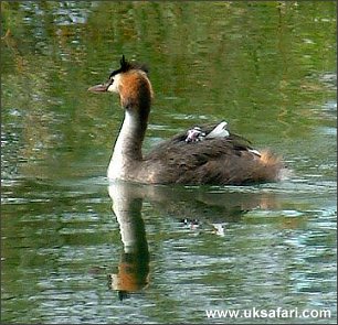Great Crested Grebe and Chick - Photo � Copyright 2003 Margaret Barton