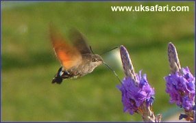 Humming-Bird Hawk-Moth - Photo � Copyright 2003 Dilys Boot