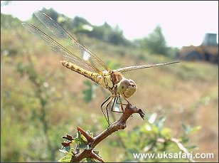 Common Darter - Photo � Copyright 2003 Barry Dyke