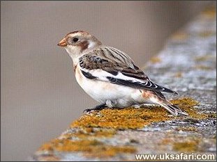 Snow Bunting - Photo � Copyright 2003 Steve Botham