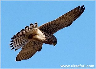 Kestrel Hovering  - Photo � Copyright 2004 Tony Margiocchi