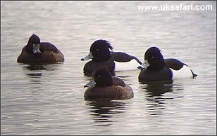 Tufted Ducks - Photo � Copyright 2004 Dean Stables
