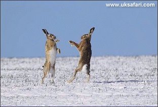 Brown Hares - Photo � Copyright 2004 Andy Darrington