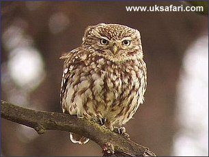 Little Owl - Photo � Copyright 2004 Dean Stables