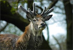 Red Deer - Photo � Copyright 2004 Jim White