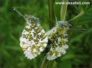 Orange Tips Mating - Photo � Copyright 2004 Dean Stables
