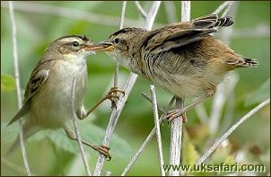 Sedge Warblers - Photo � Copyright 2004 Bob Ball
