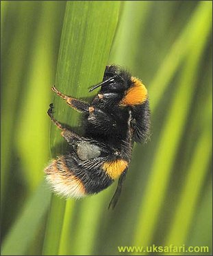 White-Tailed Bumble Bee - Photo � Copyright 2004 Sue North