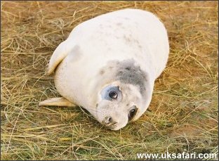 Seal Pup - Photo � Copyright 2004 Lea White-Phillips