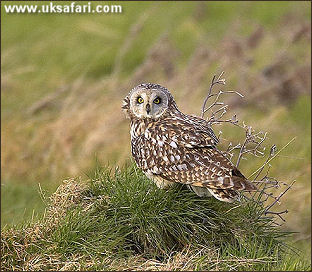 Short-Eared Owl - Photo � Copyright 2005 Barrie Harwood