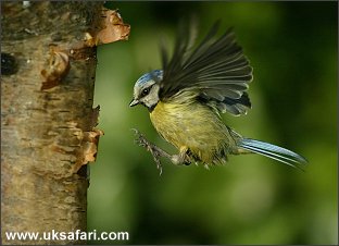 Blue Tit Landing - Photo � Copyright 2005 Denise Doherty