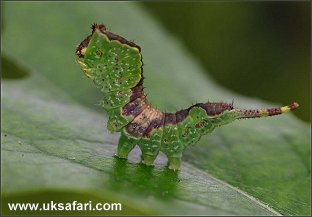 Poplar Kitten larva -  Photo � Copyright 2005 Roger Wasley