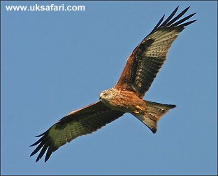 Red Kite - Photo � Copyright 2005 Kelvin Dean