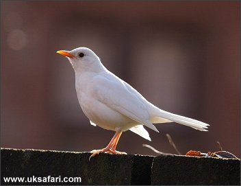 White Blackbird - Photo � Copyright 2006 Dean Eades