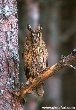 Long-Eared Owl - Photo � Copyright 2006 Iain Byrne