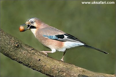 Jay - Photo � Copyright 2006 Tony Wharton