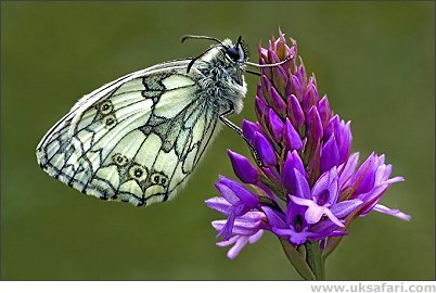Photo � Copyright 2006 Tony Wharton