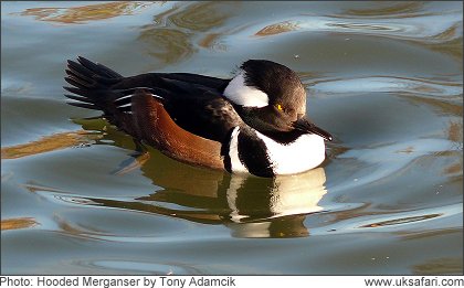 Hooded Merganser - Photo � Copyright 2008 Tony Adamcik