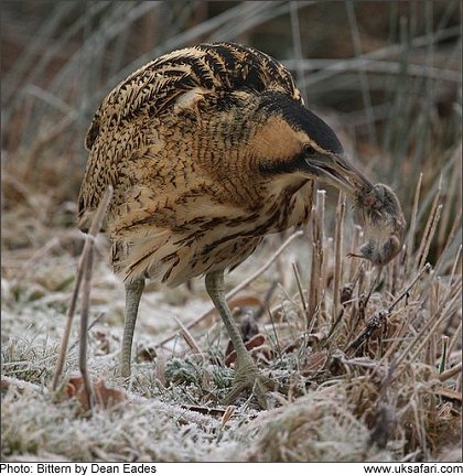 Photo: Bittern - Photo � Copyright 2009 Dean Eades