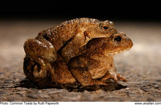 Common Toads - Photo � Copyright 2009 Ruth Papworth