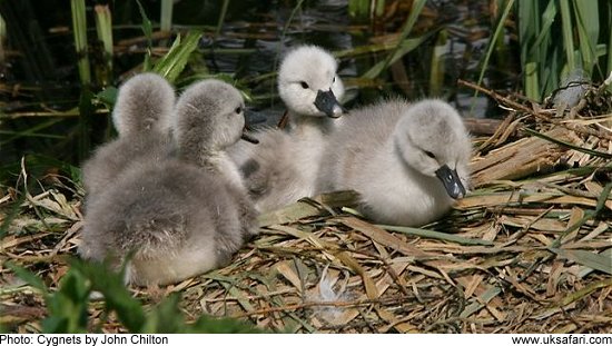 Cygnets - Photo � Copyright 2009 John Chilton