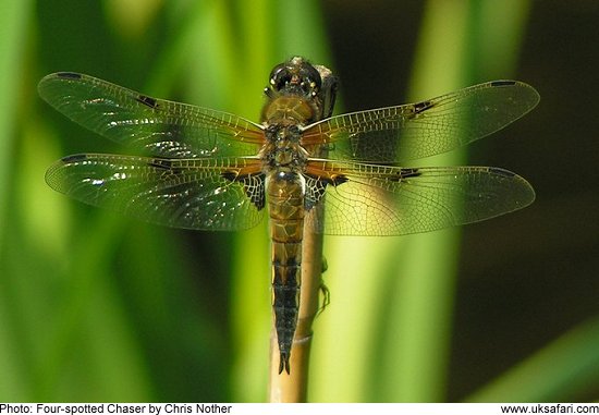 Four-spotted Dragonfly - Photo � Copyright 2009 Chris Nother