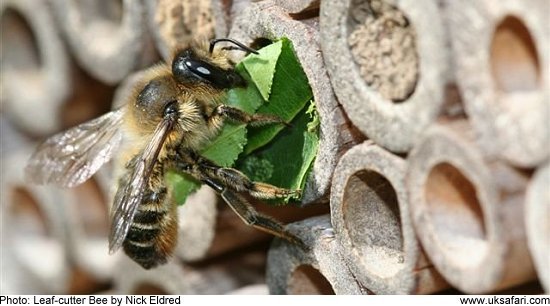 Leaf-cutter Bee - Photo � Copyright 2009 Nick Eldred