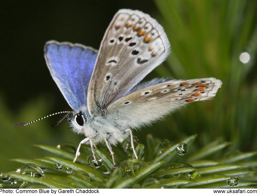 Common Blue Butterfly - Photo � Copyright 2009 Gareth Chaddock