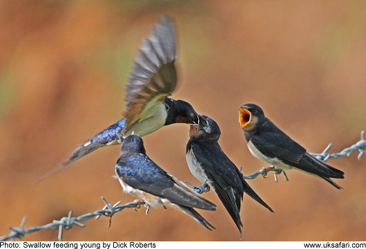 Swallow feeding young - Photo � Copyright 2009 Dick Roberts