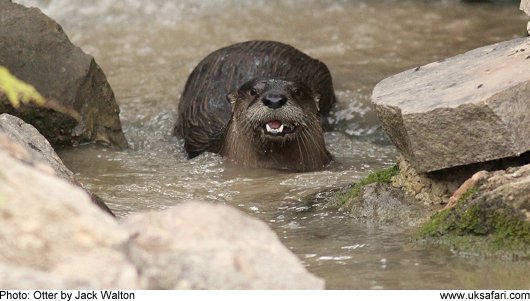 Otter - Photo � Copyright 2009 Jack Walton