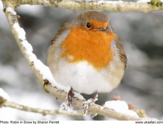 Robin in Snow - Photo � Copyright 2009 Sharon Perrett