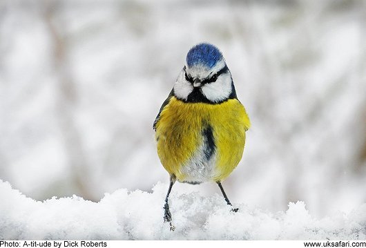 A-tit-tude - Photo � Copyright 2010 Dick Roberts