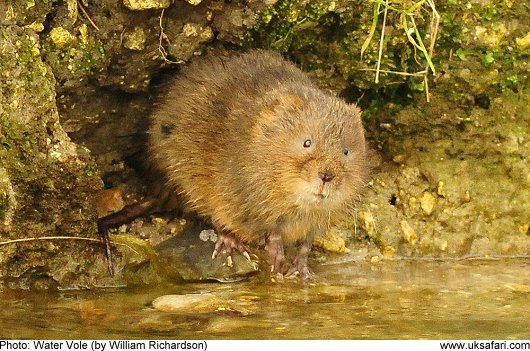 Water Vole - Photo � Copyright 2010 William Richardson