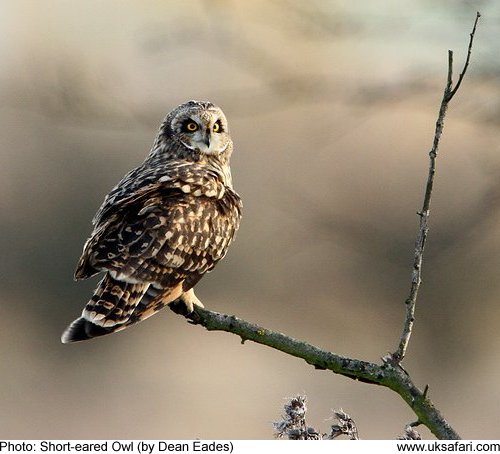 Short-eared Owl - Photo � Copyright 2010 Dean Eades