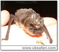 Parti-Coloured Bat - Photo � Copyright 2006 Gary Bradley