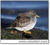 Photo � Copyright 2005 Dean Eades
