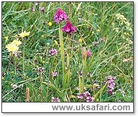 Pyramidal Orchid - Photo � Copyright 2003 Gary Bradley